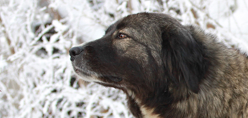 Romanian CarpathianShepherd Dog