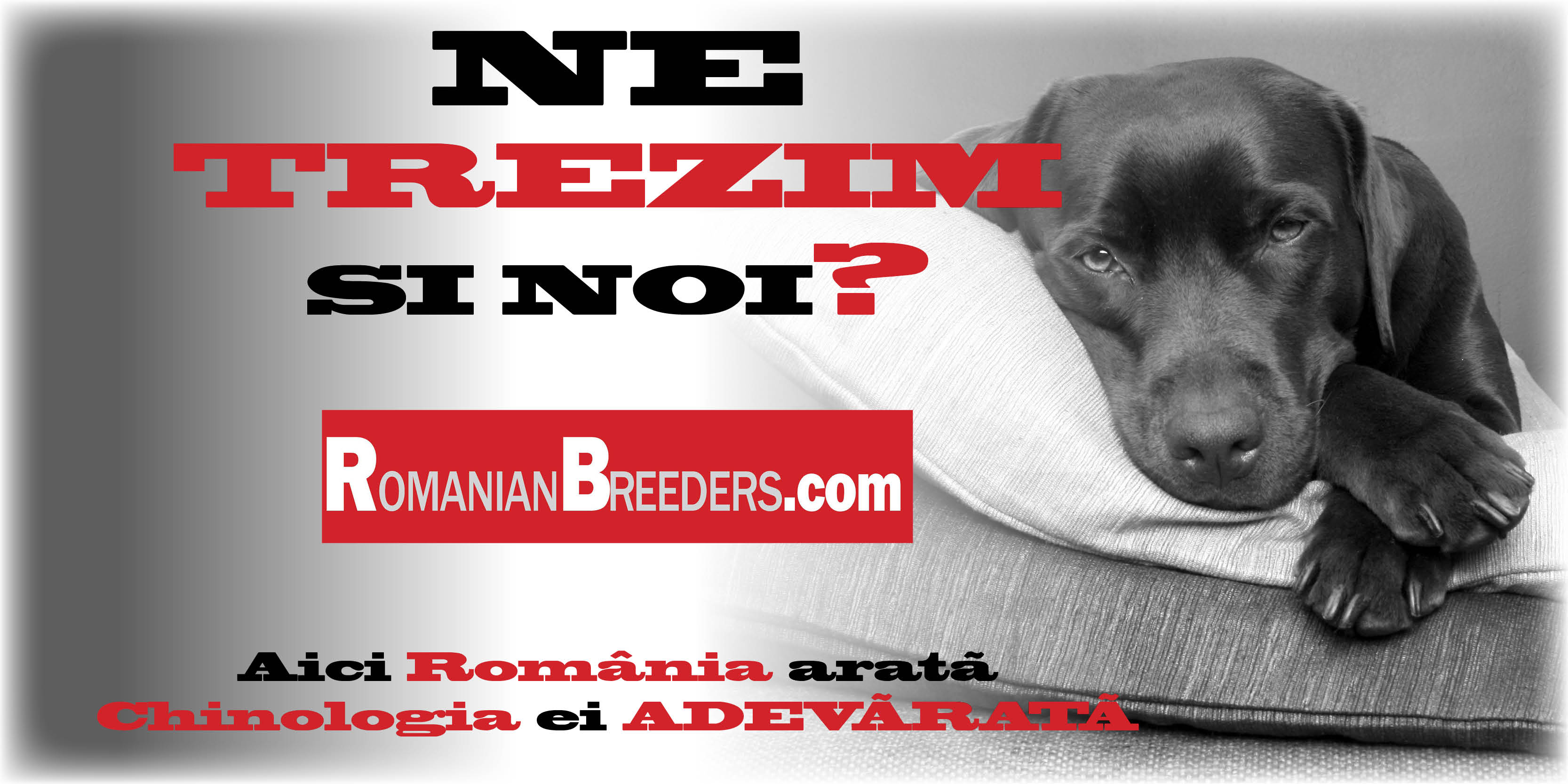 romanian-breeders